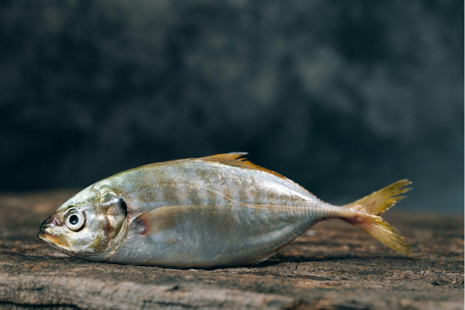 Ikan Asin Kemasan: Cocok untuk Konsumsi Harian Maupun Bisnis
